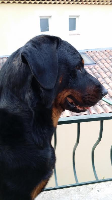domainedelalicorne.fr Elevage de beauceron chiot beauceron pure race élevage du clos de la licorne elevage des gardiens de la licorne elevage beauceron noir et feu authentique gros gabarits élevage de Beauceron familial sérieux et qualité domainedelalicorne.fr suivi des chiots conseil d’éducation chiot propre bas rouge santé caractère spécialiste du beauceron noir et feu ou arlequin chien rustique berger de France  nos chiots sont élevés avec amour et attention notre passion au service de la qualité Beauceron de qualité et sportif domaine de la licorne 04380 BARRAS élevage en liberté éleveur berger de beauce élevage de beauceron de travail 